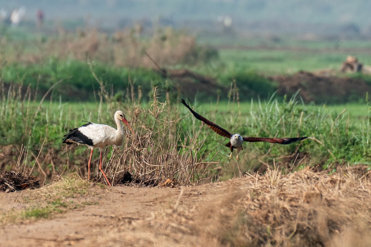 Белый аист - ML647113615