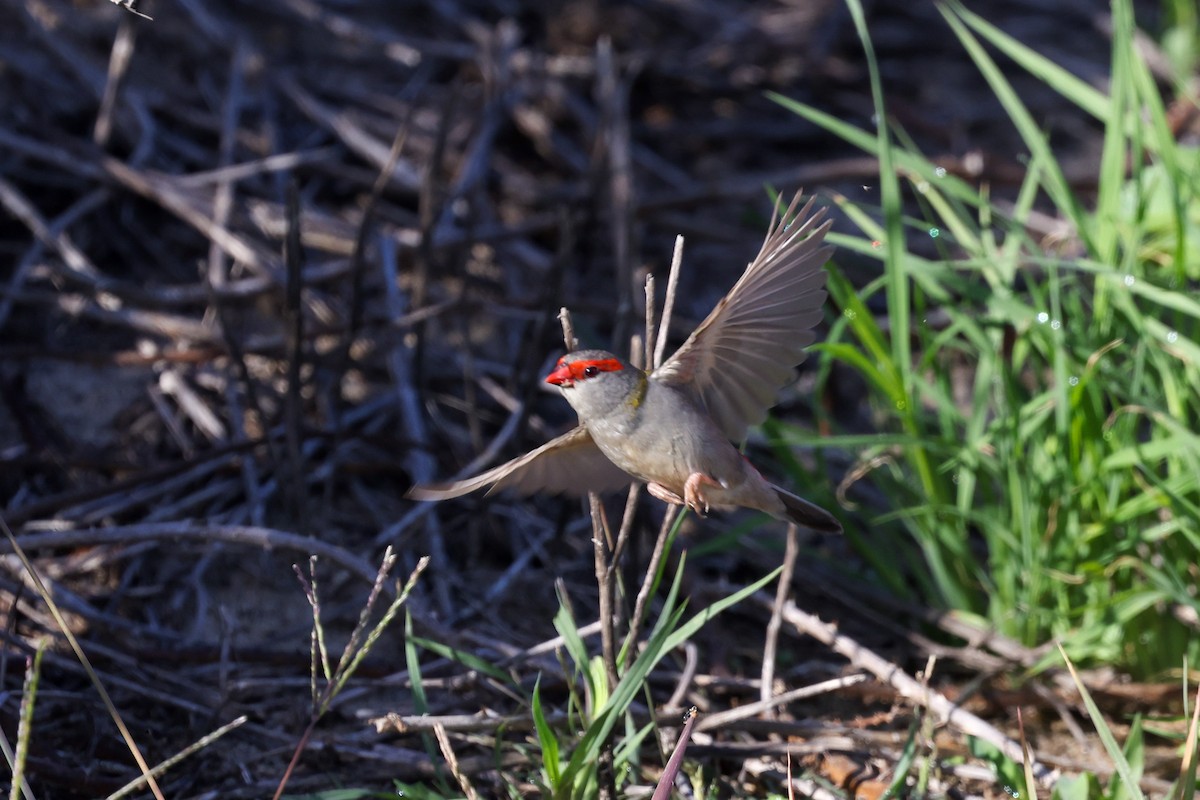 Краснобровая амадина - ML647113618