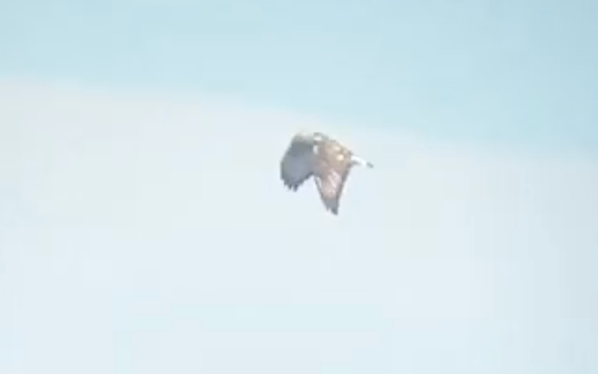Rough-legged Hawk - ML647113620