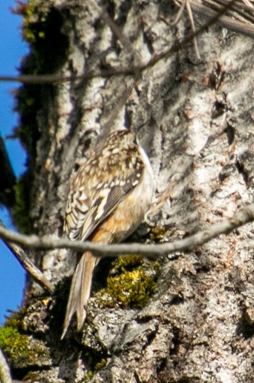 amerikatrekryper - ML647113632