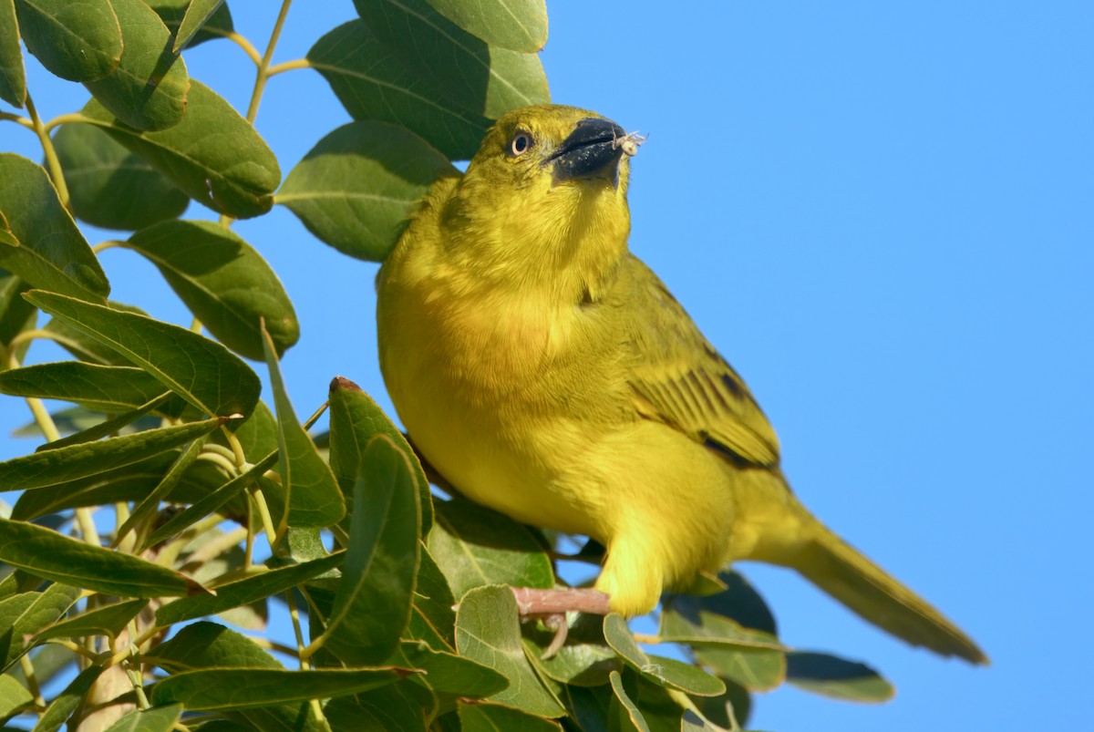 Holub's Golden-Weaver - ML647113633