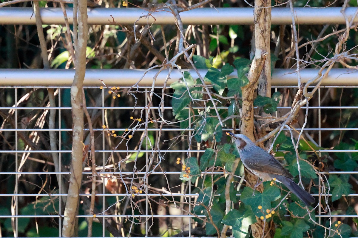 棕耳鵯 - ML647113634