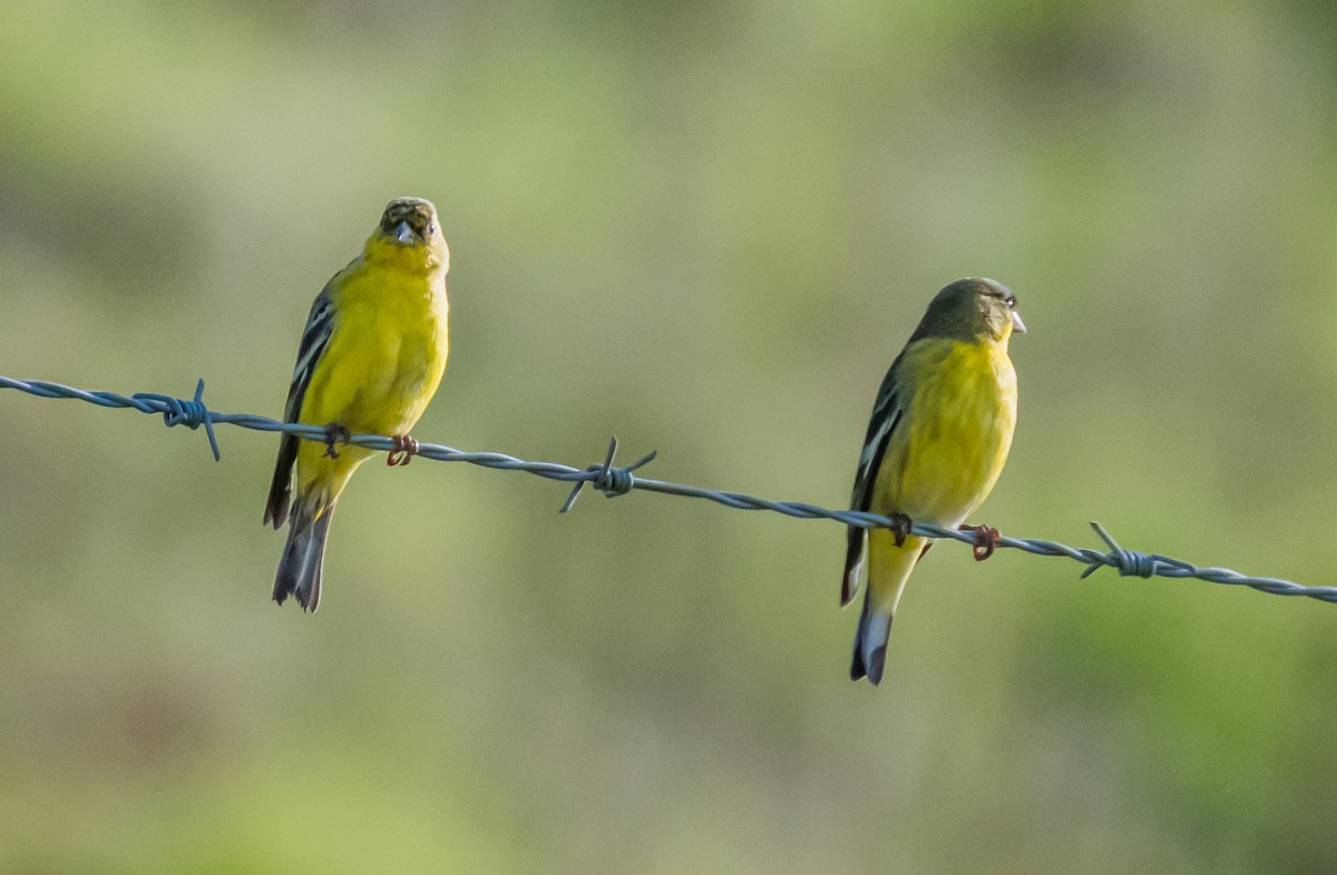 Lesser Goldfinch - ML647113637