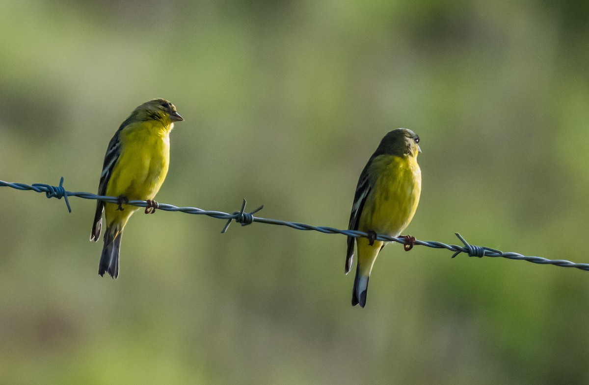 Lesser Goldfinch - ML647113638