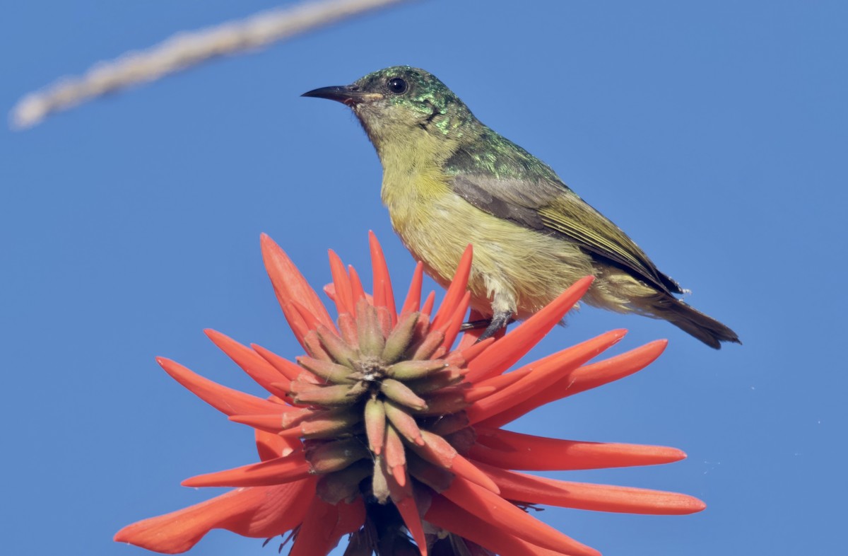 strdimil obojkový - ML647113639