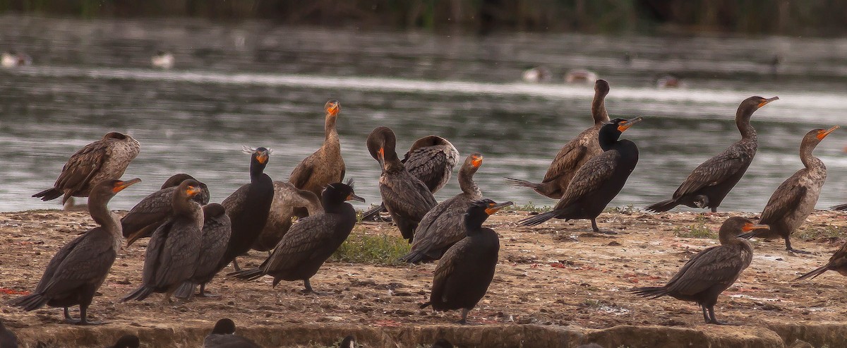 Double-crested Cormorant - ML647113643