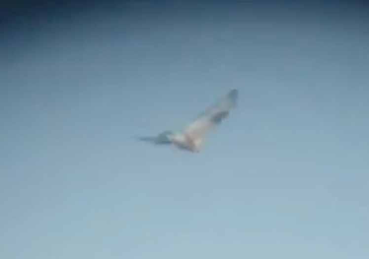 Rough-legged Hawk - ML647113644