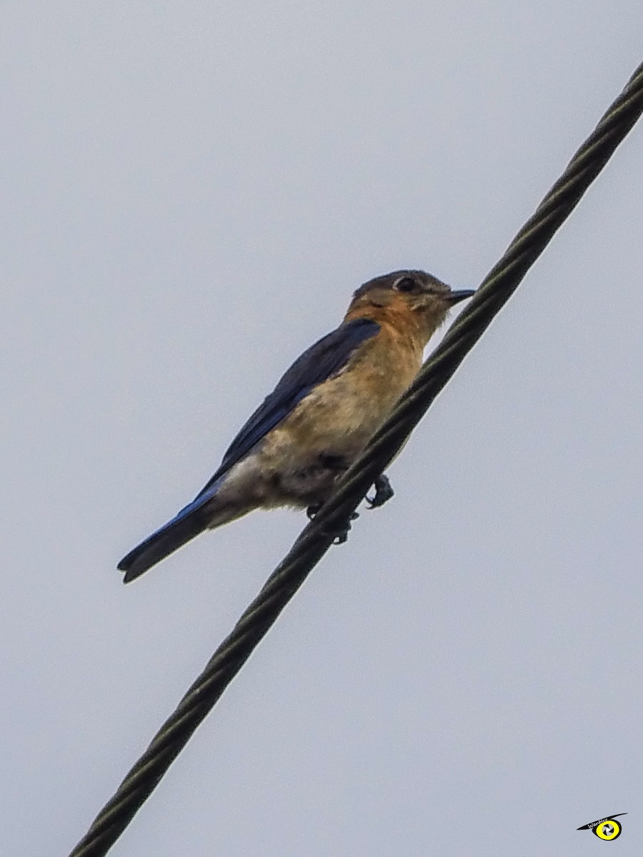 Eastern Bluebird - ML647113645