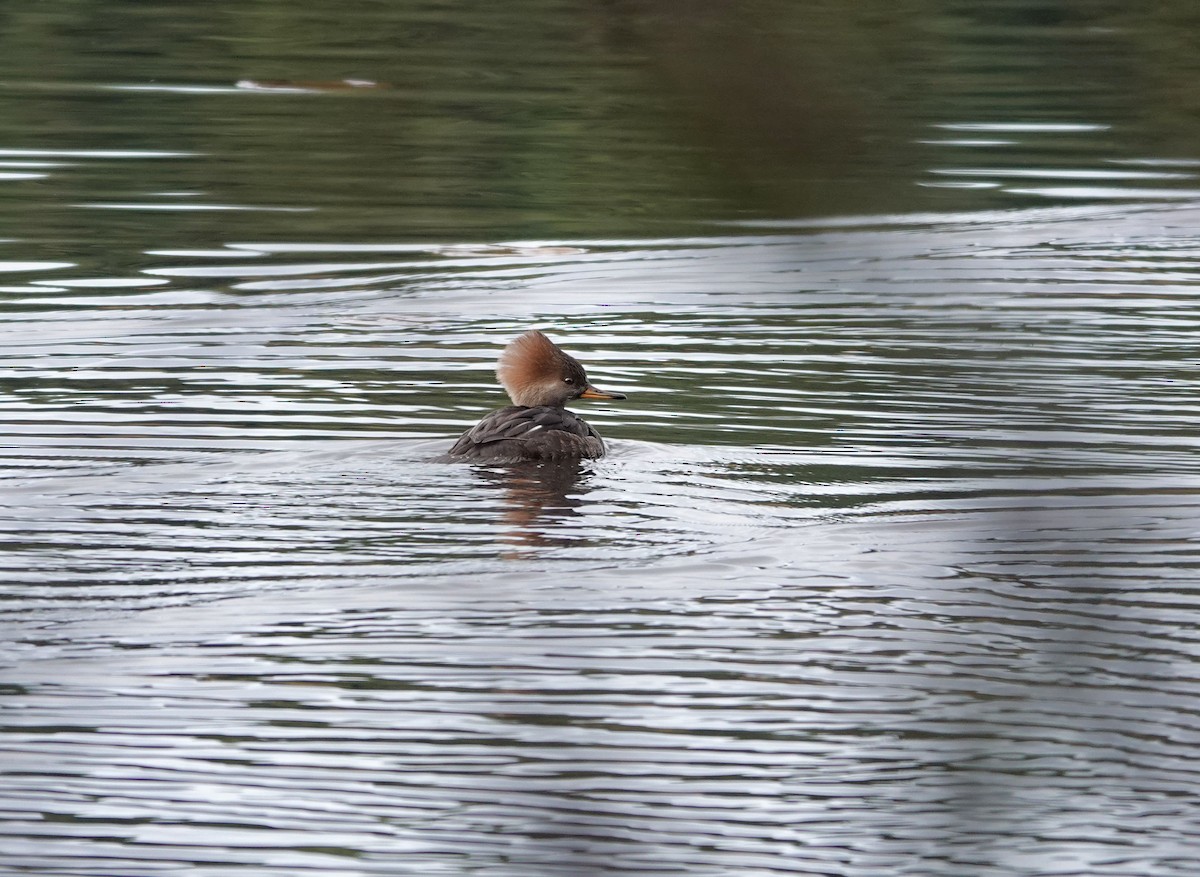 Hooded Merganser - ML647113646