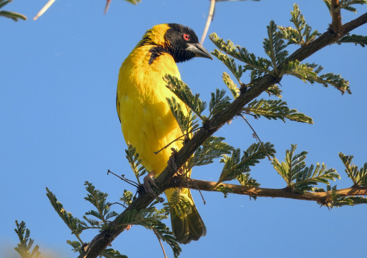 Village Weaver - ML647113647
