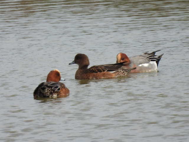 Eurasian Wigeon - ML647113649