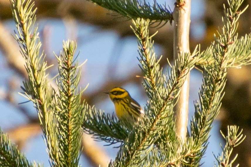 Townsend's Warbler - ML647113650