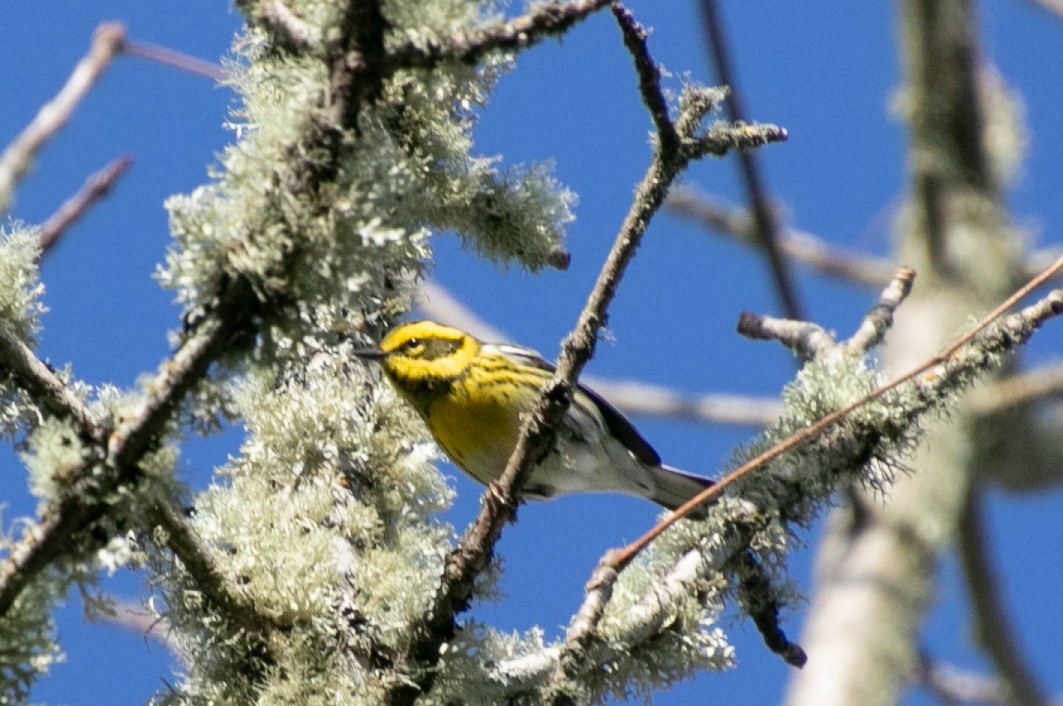 Townsend's Warbler - ML647113651