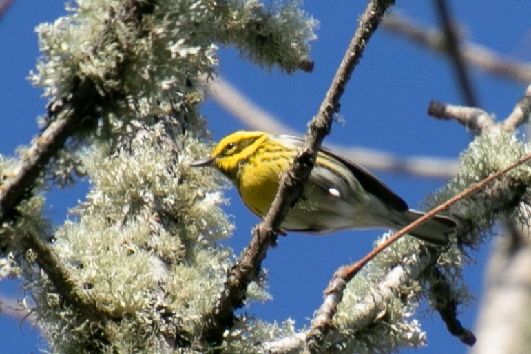 Townsend's Warbler - ML647113652
