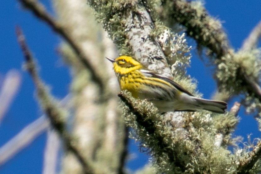 Townsend's Warbler - ML647113653
