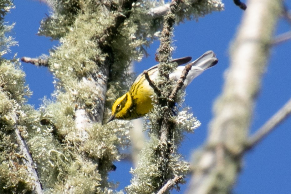 Townsend's Warbler - ML647113654