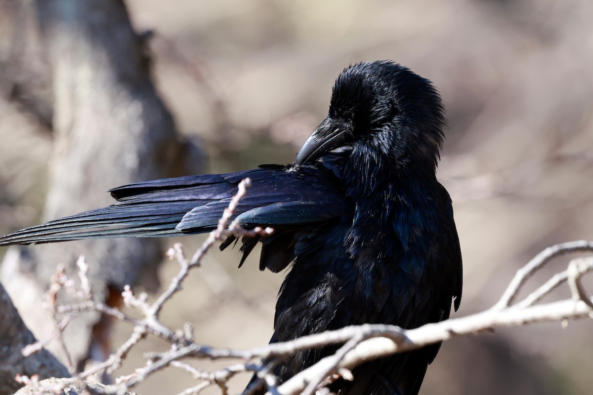 小嘴烏鴉 - ML647113655