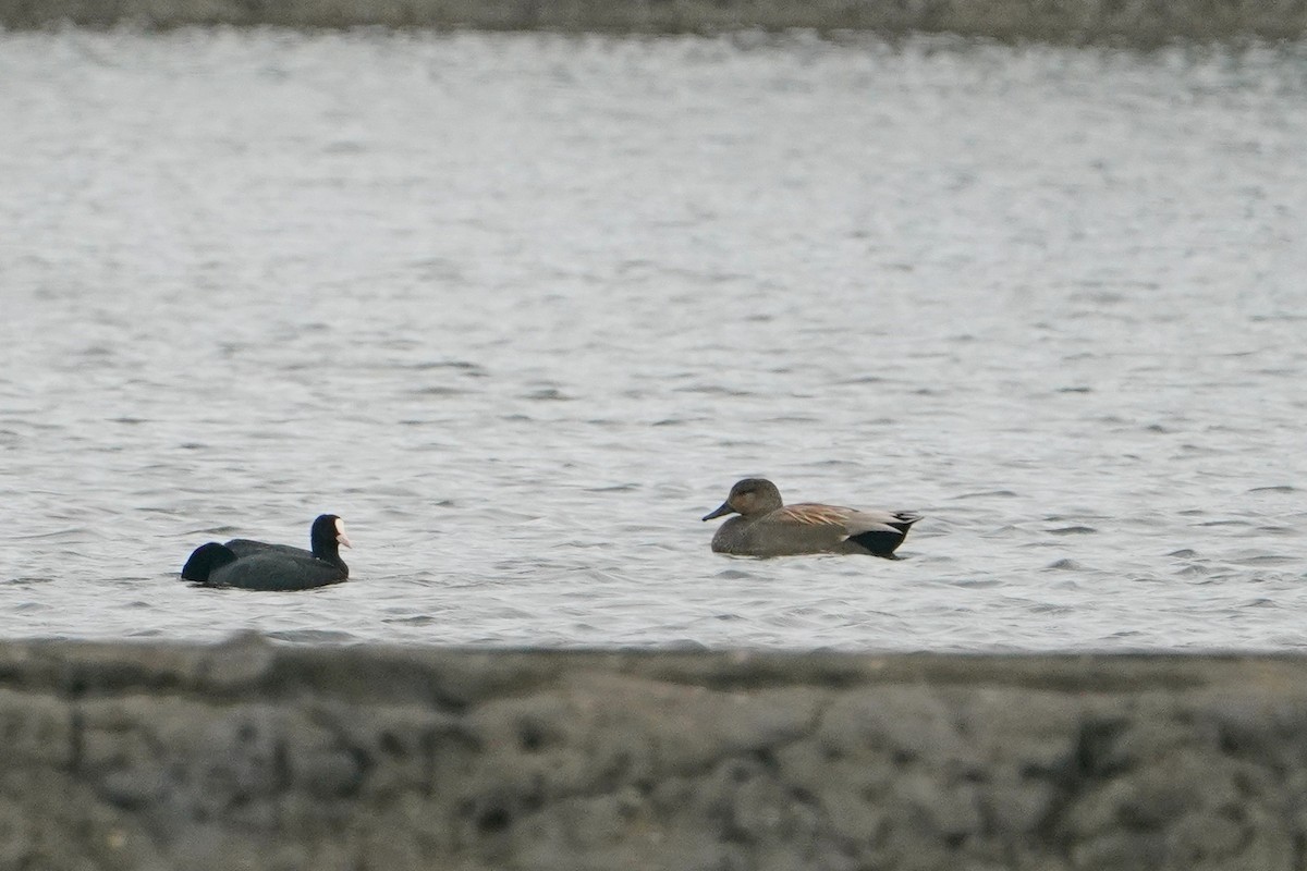 kopřivka obecná - ML647113656