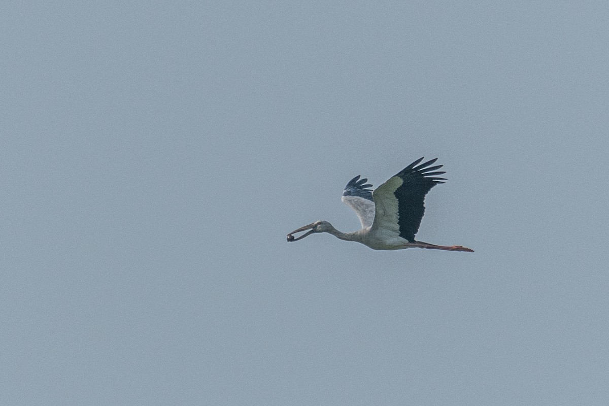 Asian Openbill - ML647113657