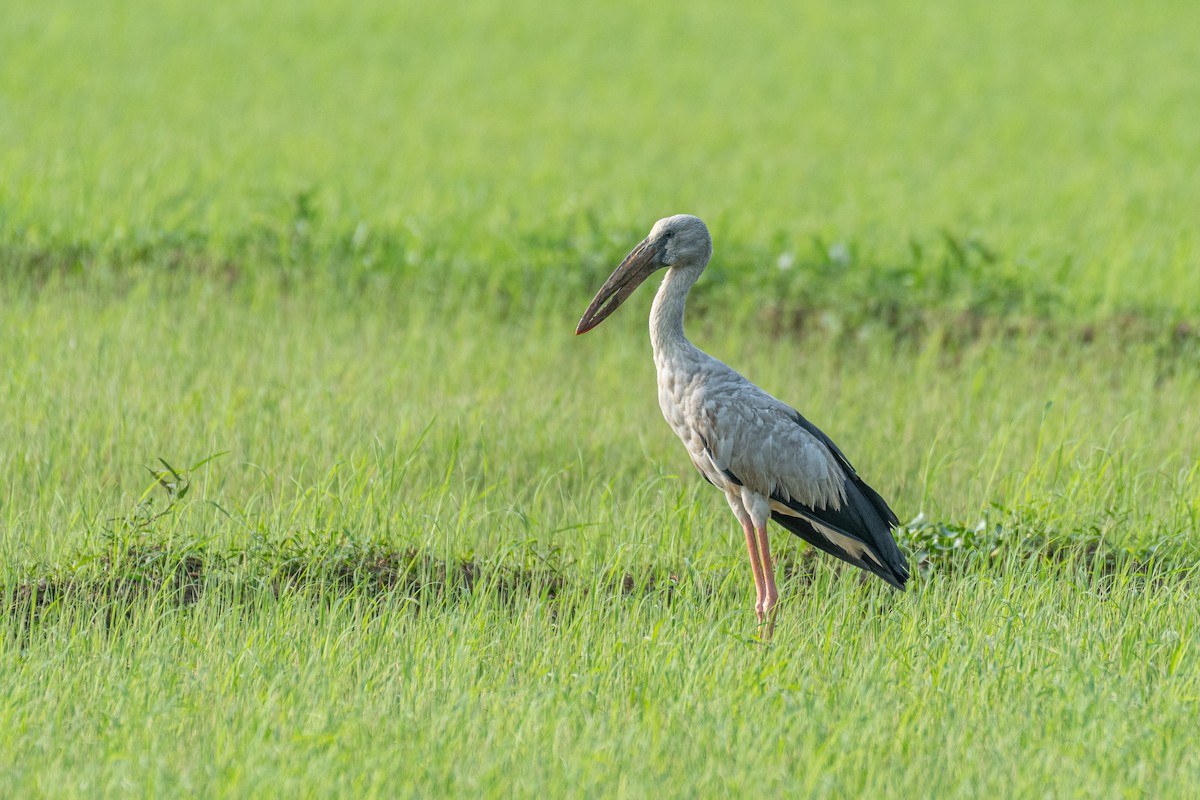 Picotenaza Asiático - ML647113658