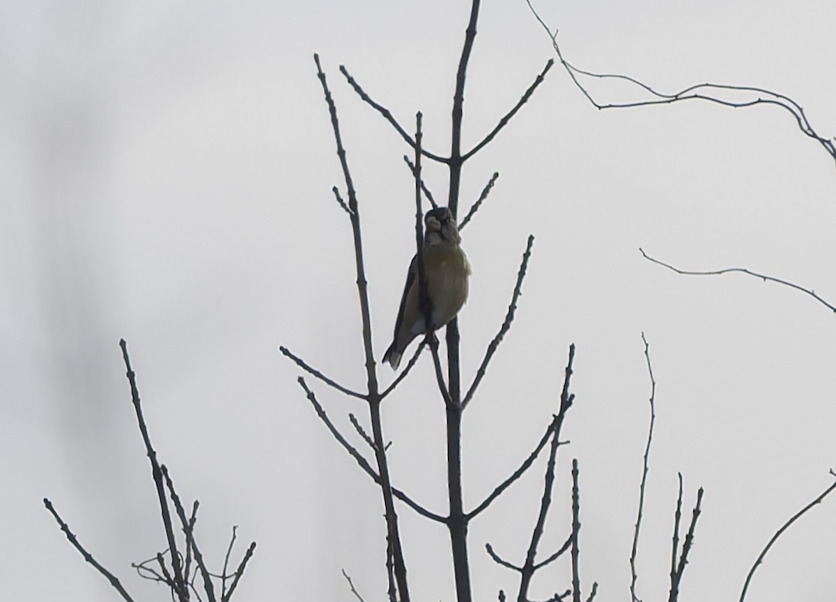 Evening Grosbeak - ML647113659