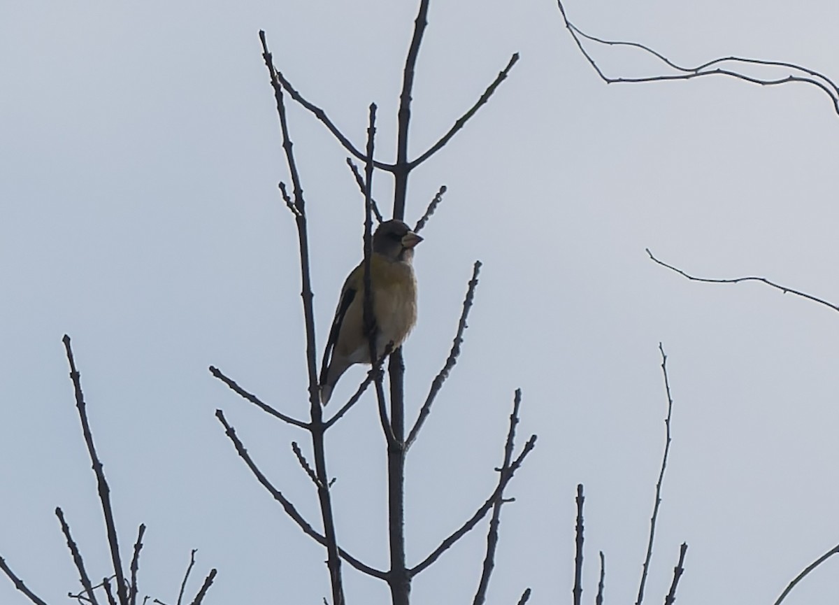 Evening Grosbeak - ML647113660