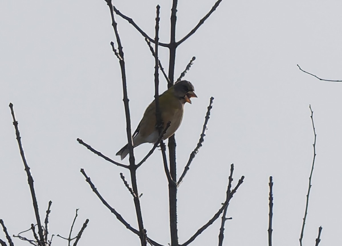 Evening Grosbeak - ML647113661