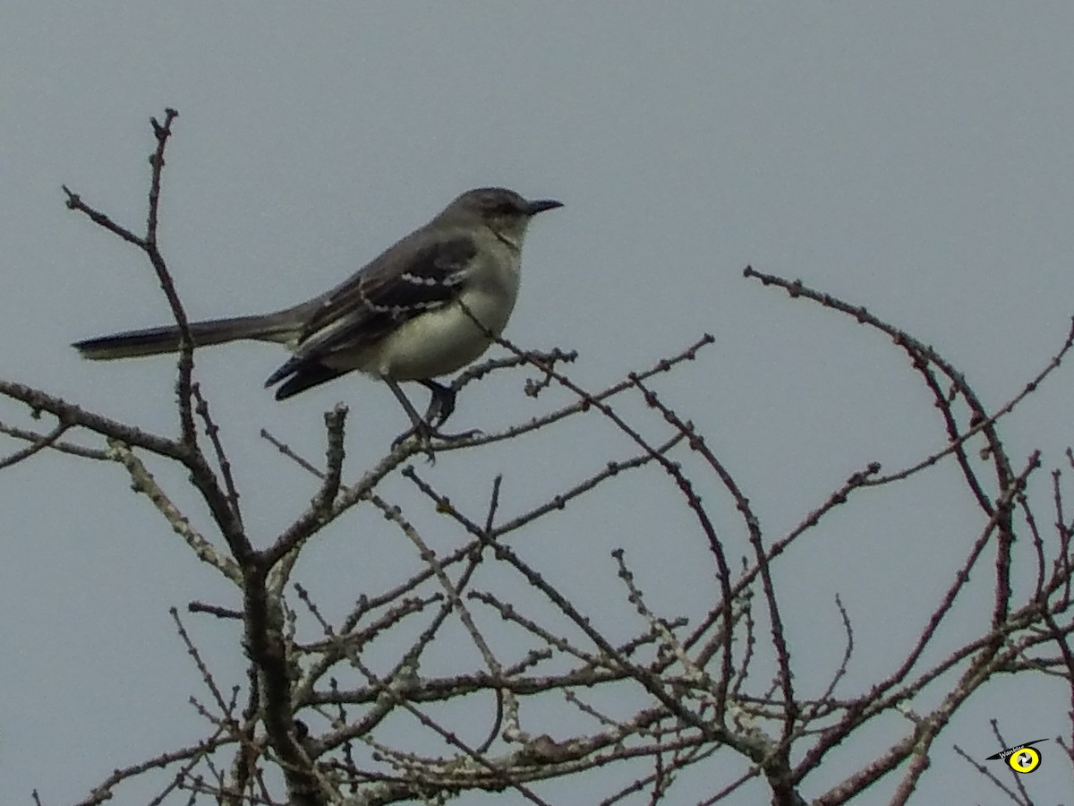 Tropical Mockingbird - ML647113662