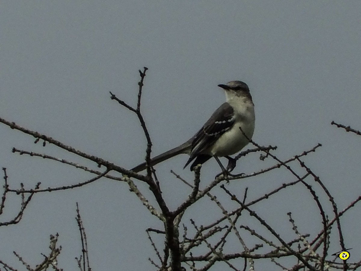 Tropical Mockingbird - ML647113663