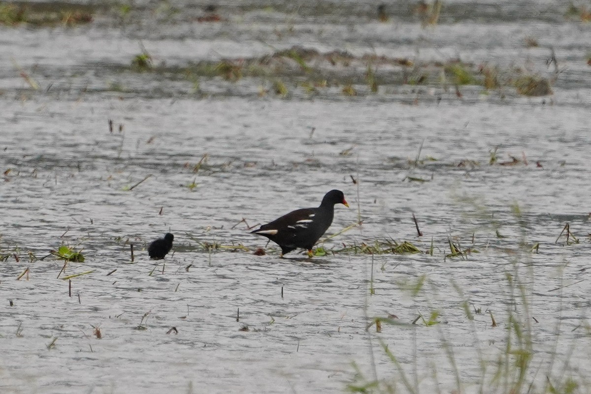 Eurasian Moorhen - ML647113665