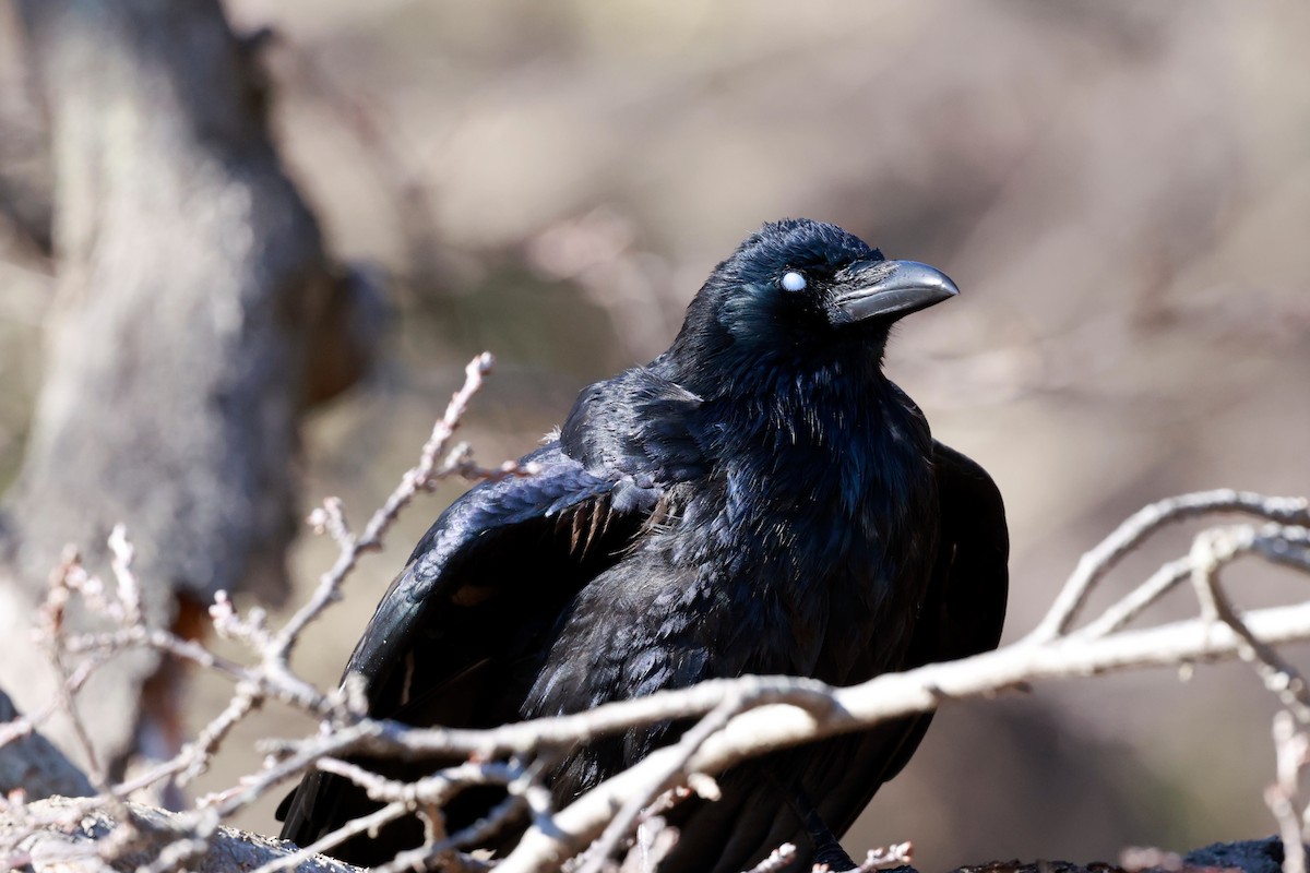 小嘴烏鴉 - ML647113666