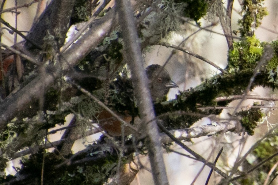 Spotted Towhee - ML647113667