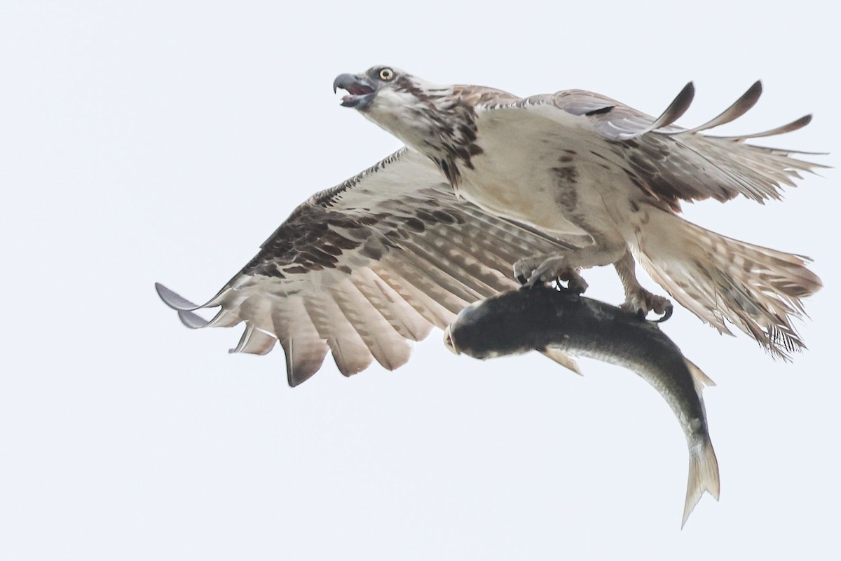 Osprey (Australasian) - ML647113668