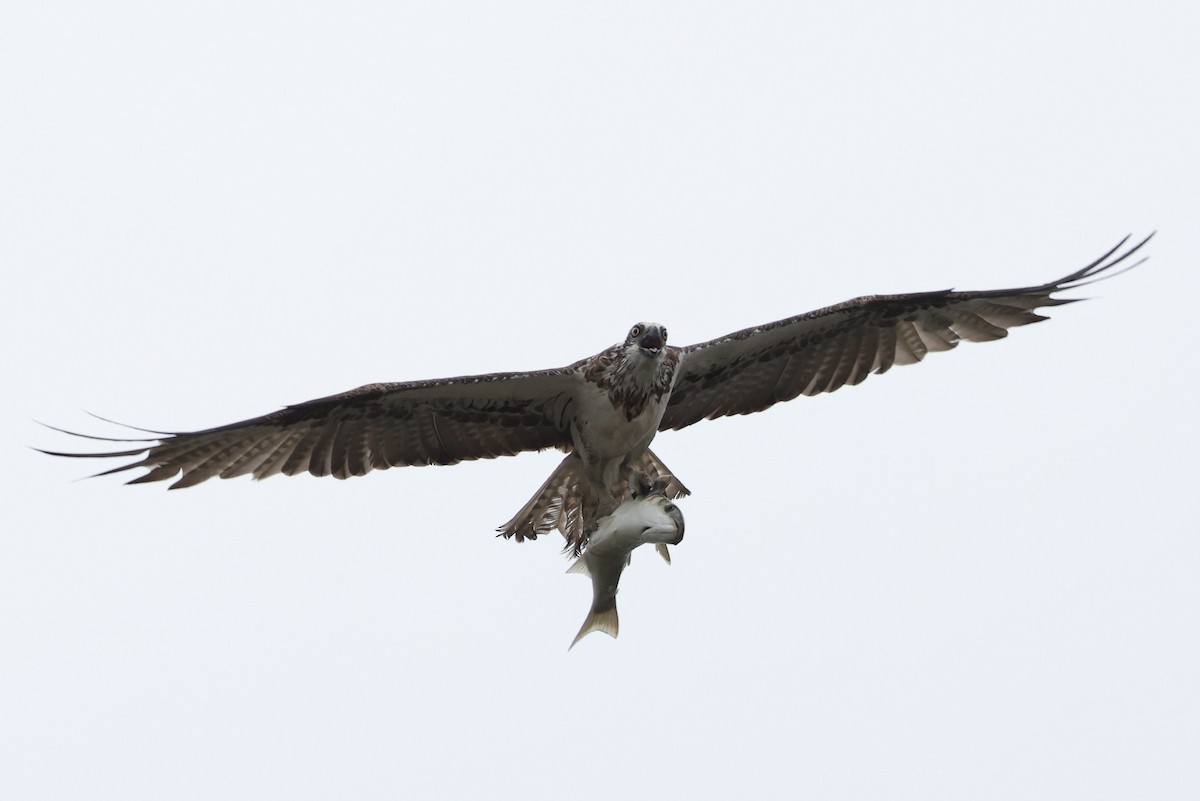 Osprey (Australasian) - ML647113669