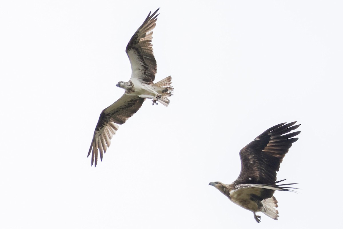 Osprey (Australasian) - ML647113670