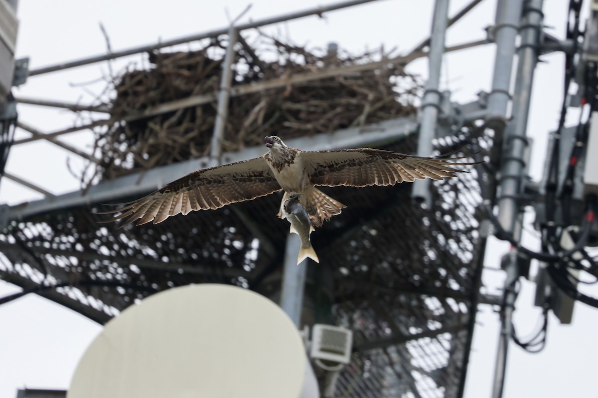 Osprey (Australasian) - ML647113671