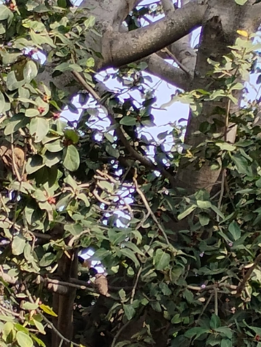 Spotted Owlet - ML647113672