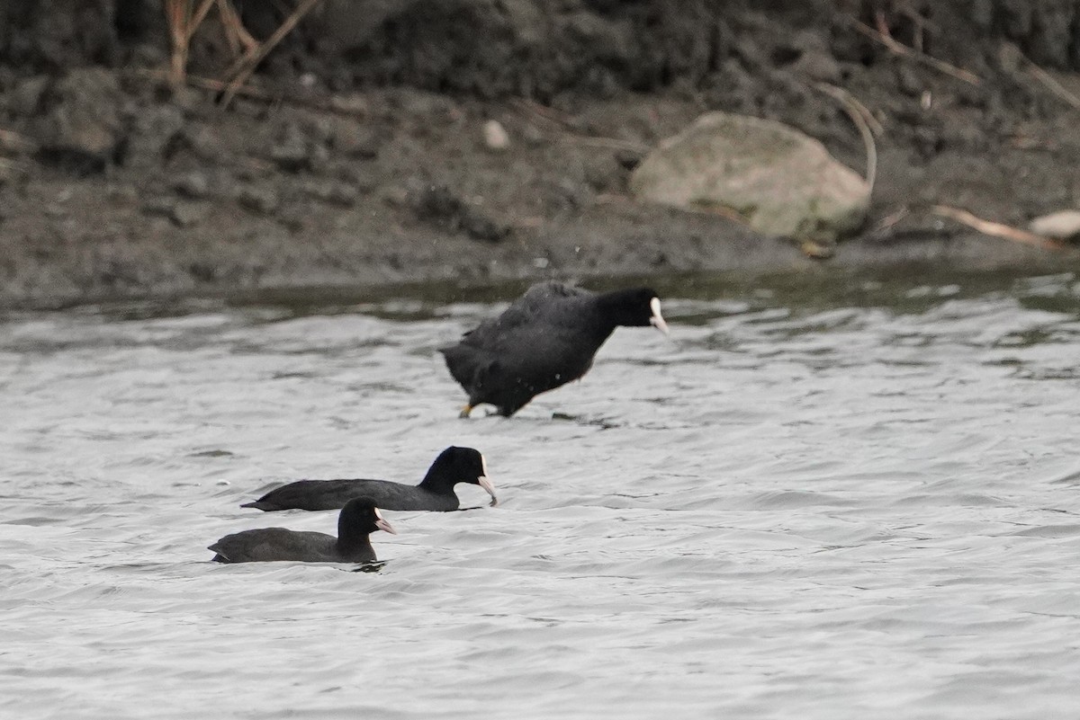 Eurasian Coot - ML647113673