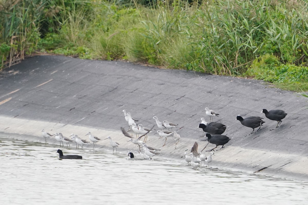 Eurasian Coot - ML647113674