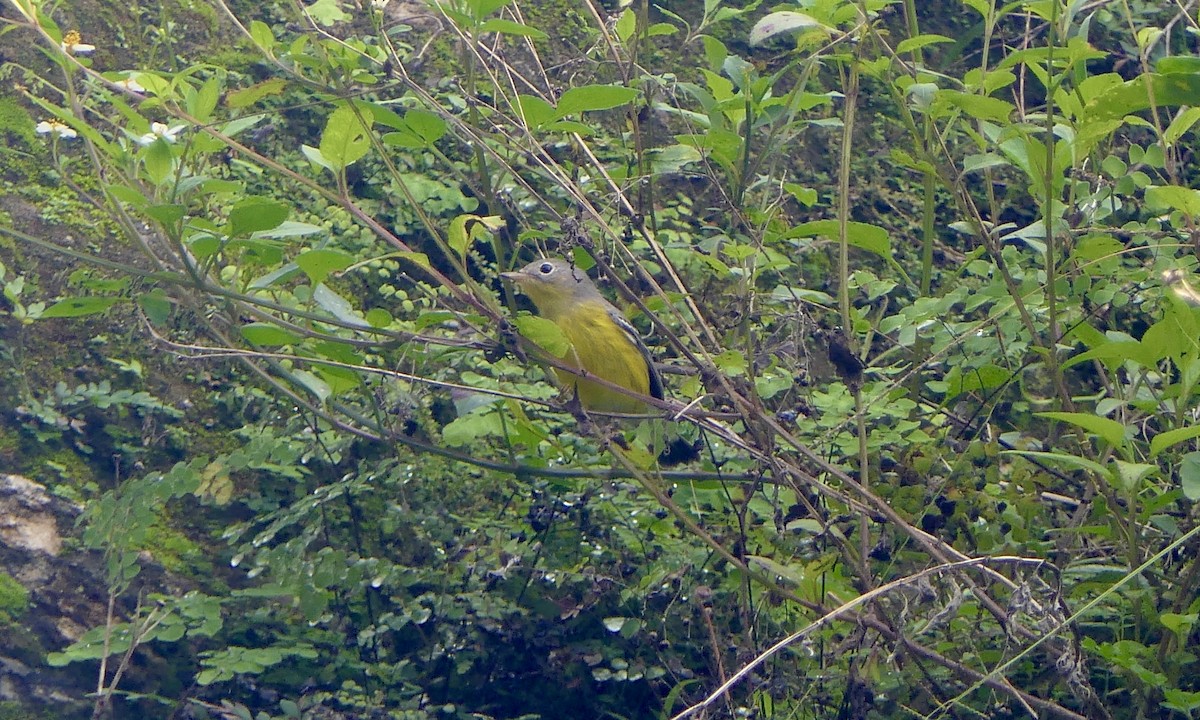 Magnolia Warbler - ML647113675