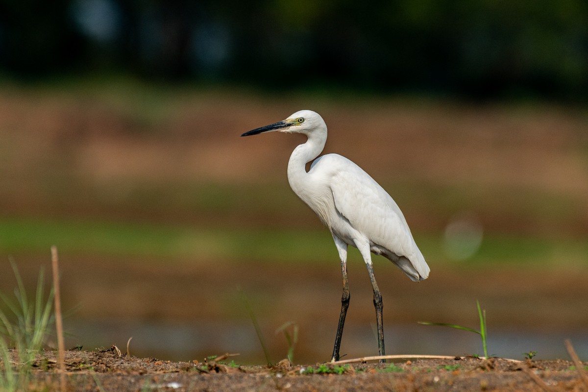 Garceta Común - ML647113677