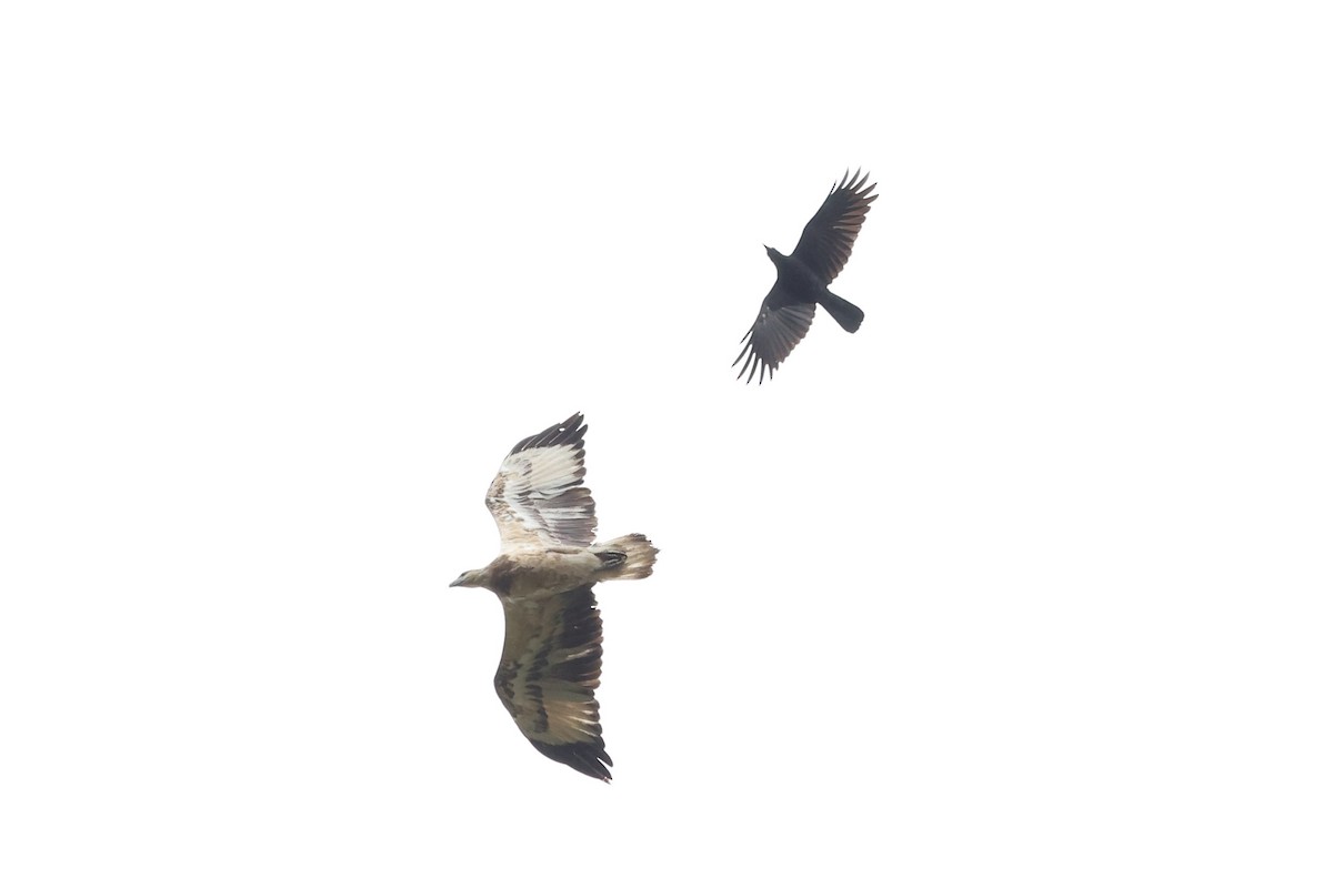 orel bělobřichý - ML647113687