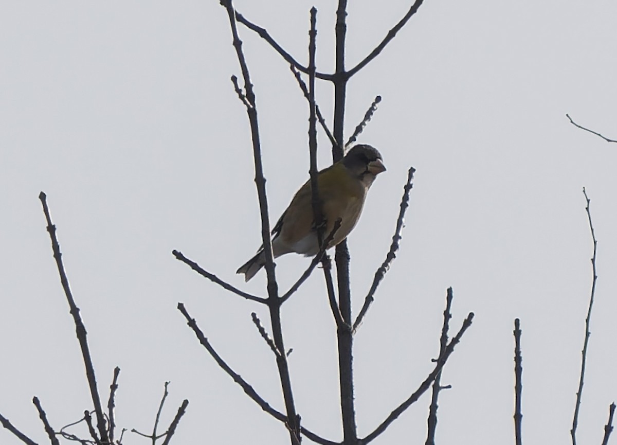 Evening Grosbeak - ML647113697