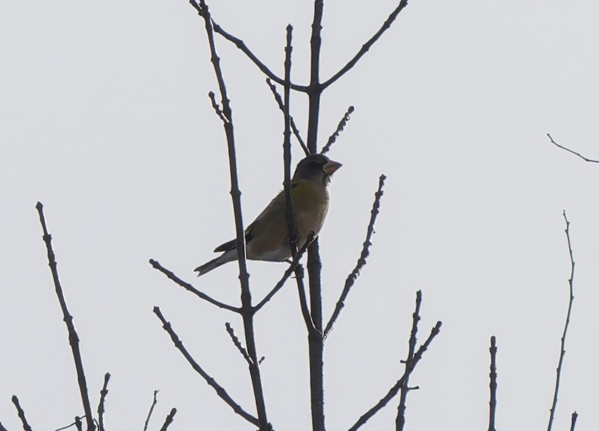 Evening Grosbeak - ML647113698