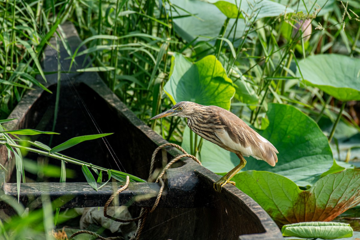 Garcilla India - ML647113699