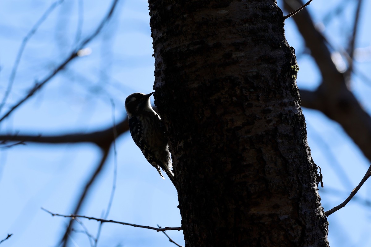 Japanese Pygmy Woodpecker - ML647113701