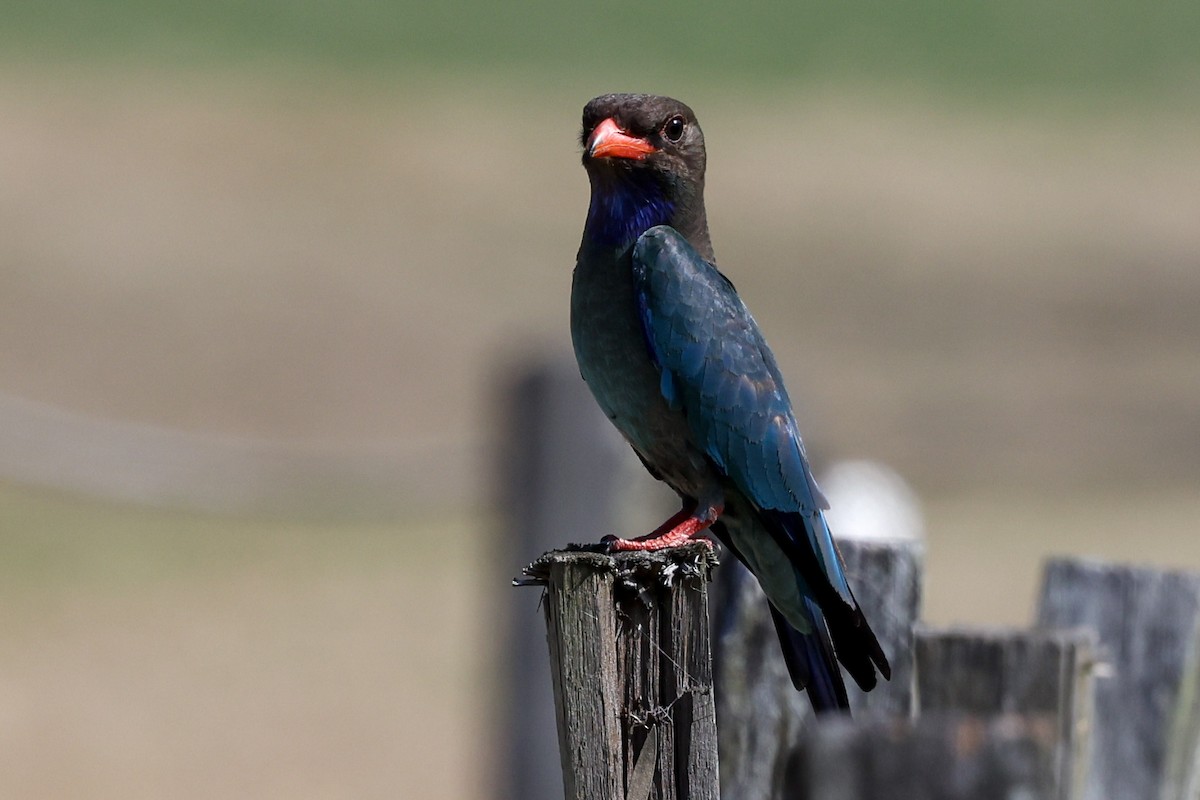 ブッポウソウ - ML647113704