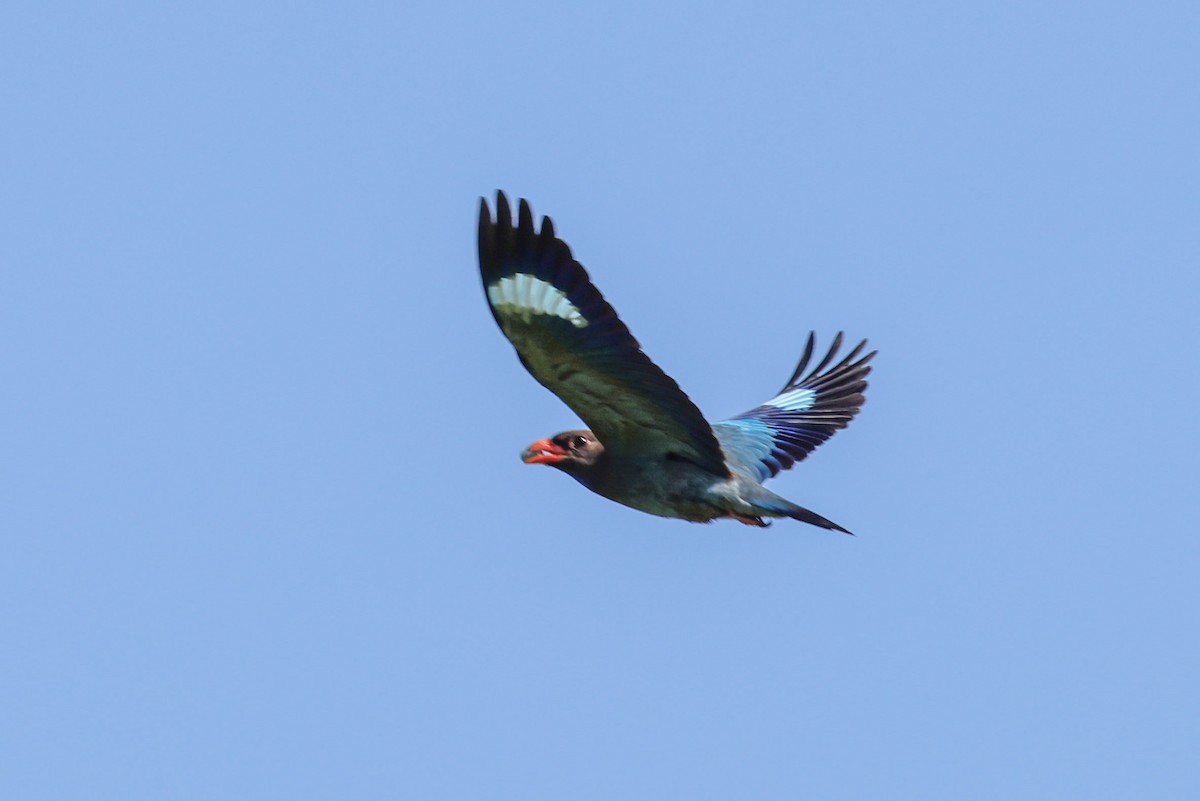 ブッポウソウ - ML647113705