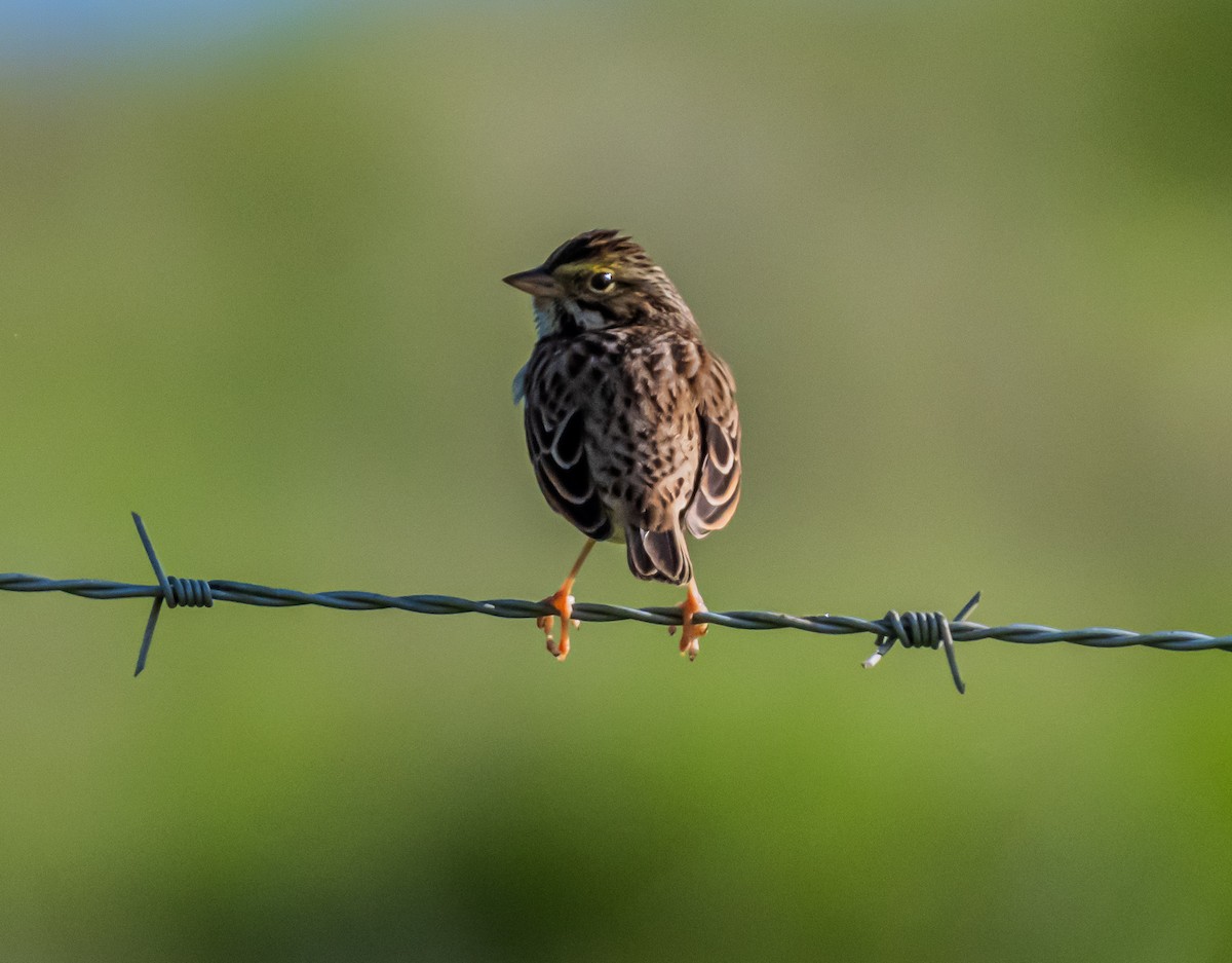 Пасовник савановий - ML647113706