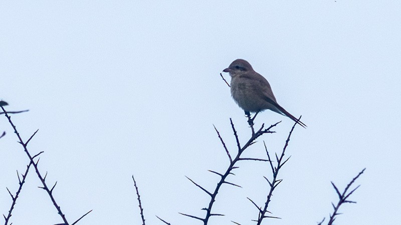 Isabellwürger - ML647113716